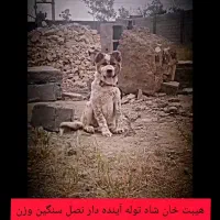شاه توله سگ افغان خراسانی نر