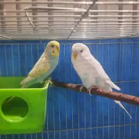 فروش فوری عروس هلندی و مرغ عشق