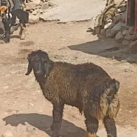 بره تخمی اصل