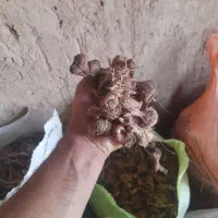 بنه زعفران|گل و گیاه طبیعی|مبارکه, |دیوار