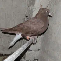 جوجه دم سفید