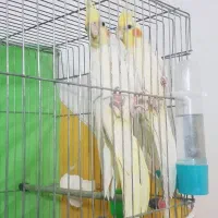 عروس،هلندی|پرنده|خوسف, |دیوار