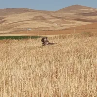 واگذاری رایگان سگ پژدر عراقی فوری فوری