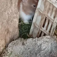 بچه خرگوش زیبا