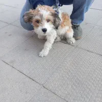 سگ میکس تریر با پودل