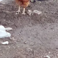 خروس گردن لخت|حیوانات مزرعه|گمیشان, |دیوار