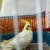 عروس هلندی|پرنده|مرودشت, ژیان|دیوار