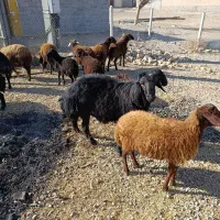 قوچ قره قزل