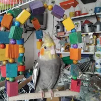 عروس هلندی سیامون نر