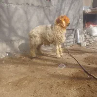 بره قوچی|حیوانات مزرعه|کوهرنگ, |دیوار