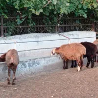 ۴۸ راس بره نر چاق نژاد ترکمن و افشار|حیوانات مزرعه|شیرگاه, |دیوار