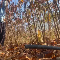 نهالستان انواع نهالهای گیلاس.البالو.هلو.انگورسیاه