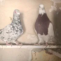 فروش تعدادی طوقی و یک عدد هفت رنگ|پرنده|تاکستان, |دیوار