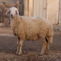 دو راس گوسفندبره دار ، و هفت گوسفند آبست|حیوانات مزرعه|گرگان, |دیوار