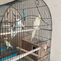 عروس هلندی|پرنده|رامیان, |دیوار