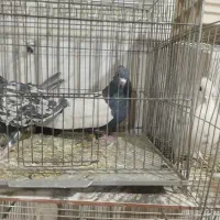 سینه ای سیاه