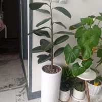 گل آپارتمانی فیکوس بلک