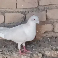 کفتر