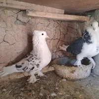 کفتر یا کبوتر هما کاکلی پاچکمه