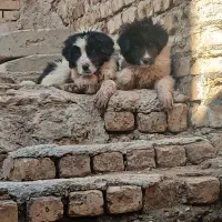 توله سگ قهدریجانی