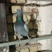 کبوتر آلمانی مسافتی|پرنده|شهریار, شهرک بهاران (ویره)|دیوار