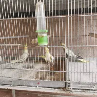 عروس هلندی و مرغ عشق انگلیسی