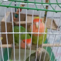 فروش ۶ عددطوطی برزیلی زرنگ همراه قفس وآبخوری