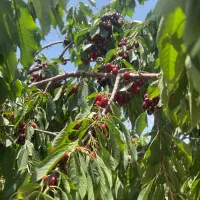 باغ میوه مارکده|فروش دفتر صنعتی، کشاورزی، تجاری|زاینده رود, |دیوار