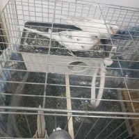 مرغ عشق مولد|پرنده|پاکدشت, پاکدشت (مامازند)|دیوار