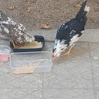 نیمچه مرغ و خروس گلین اصیل .. ۳ ماهه