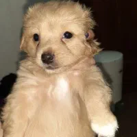 واگذاری توله اشپیتز