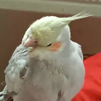 سلام پرنده عروس هلندی در اراک گمشده