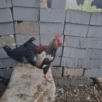 ۳عدد خروس گلین و لاری گردن گلابی|حیوانات مزرعه|شیراز, بید زرد|دیوار