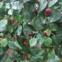 گل درختی مصنوعی