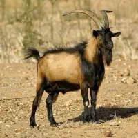 نربزآلپاین