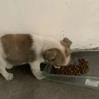 واگذاری سگ شیتزو فلت