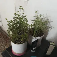 ب علت جابجابی|گل و گیاه طبیعی|مسجد سلیمان, |دیوار