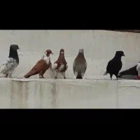 دسته ی شهری وبهبونی