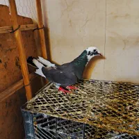 کبوتر طوقی|پرنده|سراوان, |دیوار