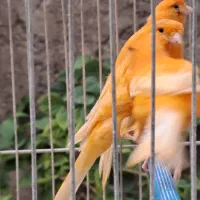 جوجه قناری|پرنده|ابریشم, |دیوار