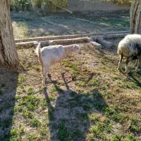 بز دورگ|حیوانات مزرعه|مهریز, |دیوار