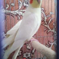گمشده عروس هلندی نر