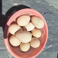 تخم بوقلمون