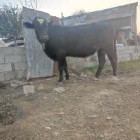 یک عدد گاو دوساله نر هلشتاین و یک گاو دوساله دورگ|حیوانات مزرعه|رضوانشهر, |دیوار