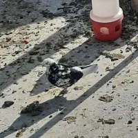 فروش کبوتر