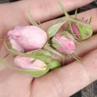 گل محمدی و غنچه باغ پشت بسطام