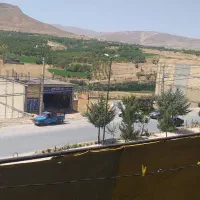 یک سگ خانگی یافت شده در حوالی دشت لتحر و جاده قمصر
