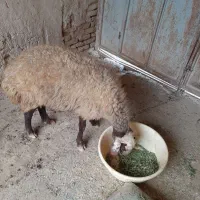 گوسفند با بره۰
