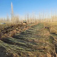 نهال کبوده و شیرین قلمه صنوبر|گل و گیاه طبیعی|سلماس, |دیوار