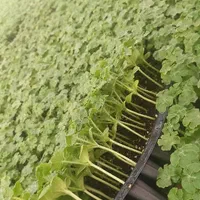 (نشاء گوجه بادمجان)|خدمات باغبانی و درختکاری|جیرفت, |دیوار